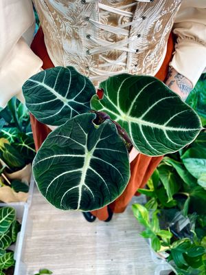 Alocasia reginula 'Black Velvet' fi12