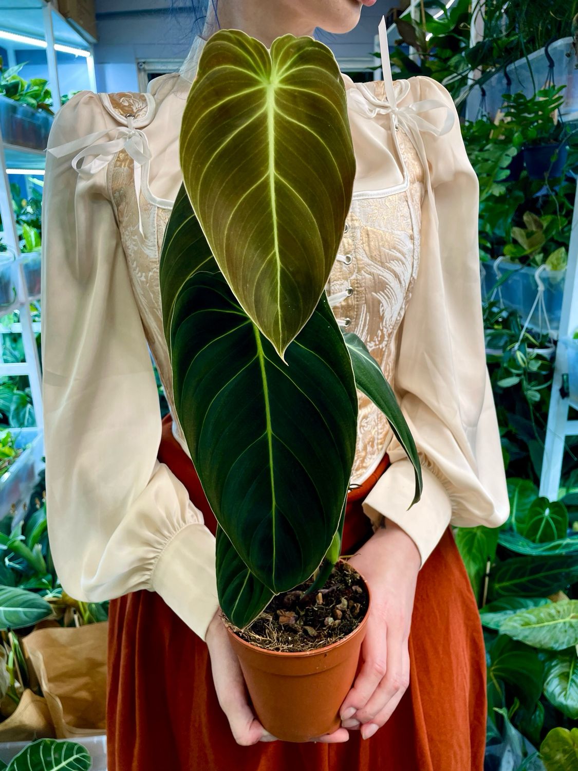 Philodendron Melanochrysum fi12