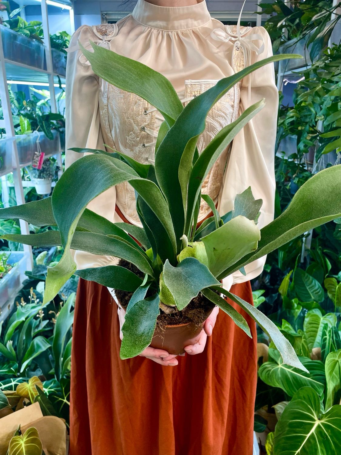 Platycerium Bifurcatum Staghorn Fern (Rogata Paprat/Paprat Jelenji Rogovi) fi17