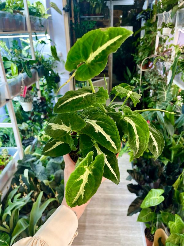 Syngonium &#39;Wendlandii&#39; fi12