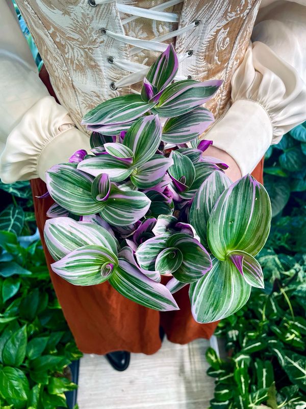 Tradescantia Albiflora &#39;Nanouk&#39; fi12
