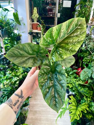 Alocasia Lukiwan fi12