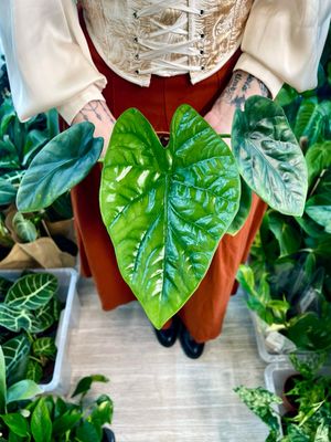 Alocasia Lukiwan fi12