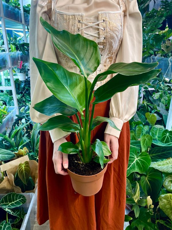 Strelitzia Nicolai fi17