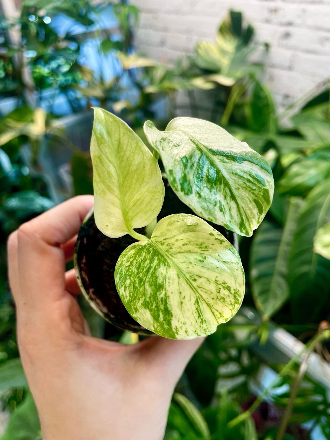 Monstera Deliciosa White Monster (Kunzo) fi7