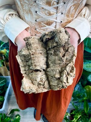 Cork Bark kora pluta 15cm