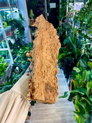 Cork Bark kora pluta 35cm