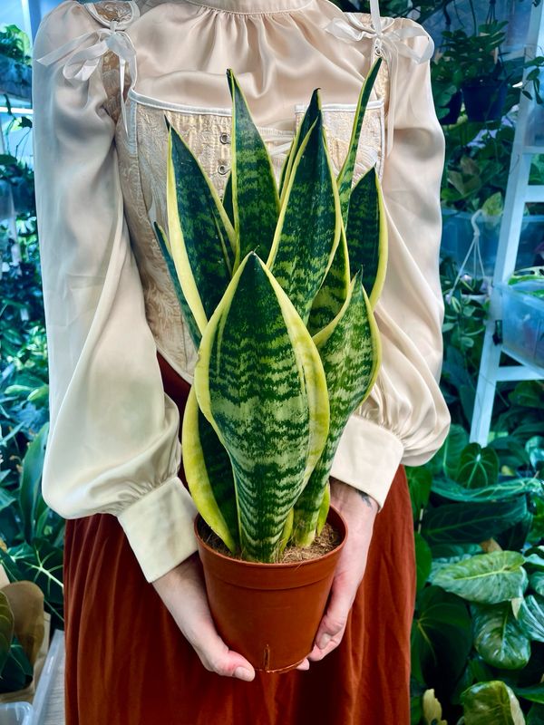 Sansevieria (Sanseverija, svekrvin jezik) trif Futura Superba fi14