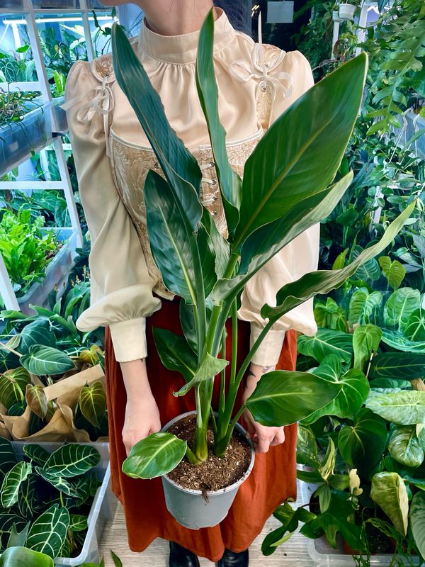 Strelitzia reginae fi19