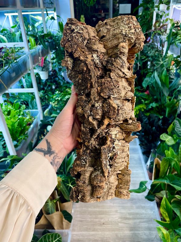 Cork Bark kora pluta 35cm