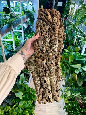 Cork Bark kora pluta 50cm