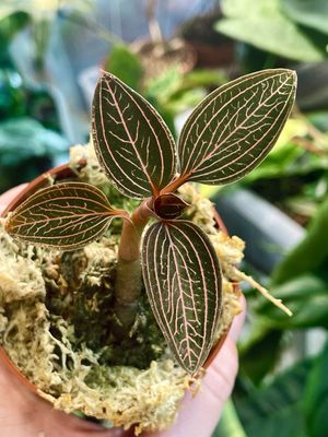 Ludisia discolor ruby jewel orchid (dragulj orhideja) fi7