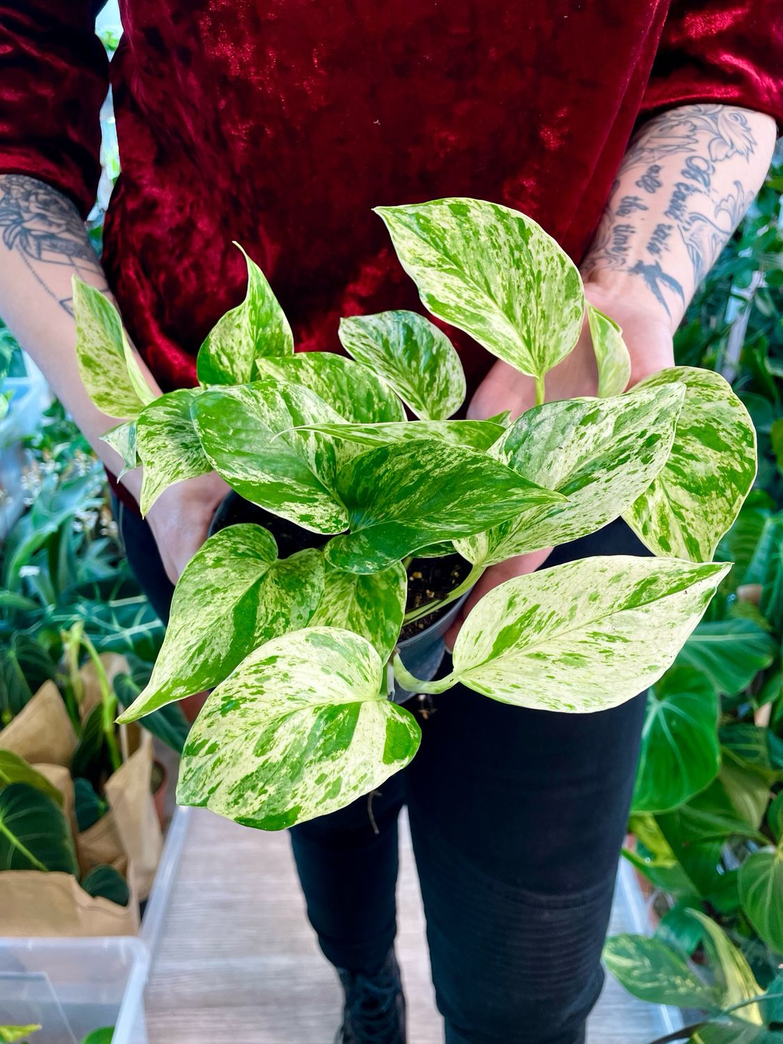 Epipremnum Aureum &#39;Marble Queen&#39; fi12
