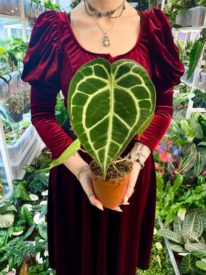 Anthurium Crystallinum fi12