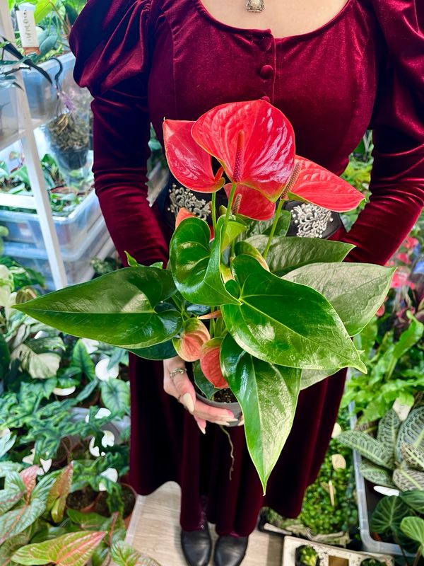 Anthurium andr. Karma pink fi12