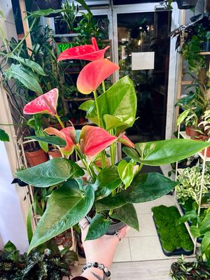 Anthurium andr. Karma pink fi12