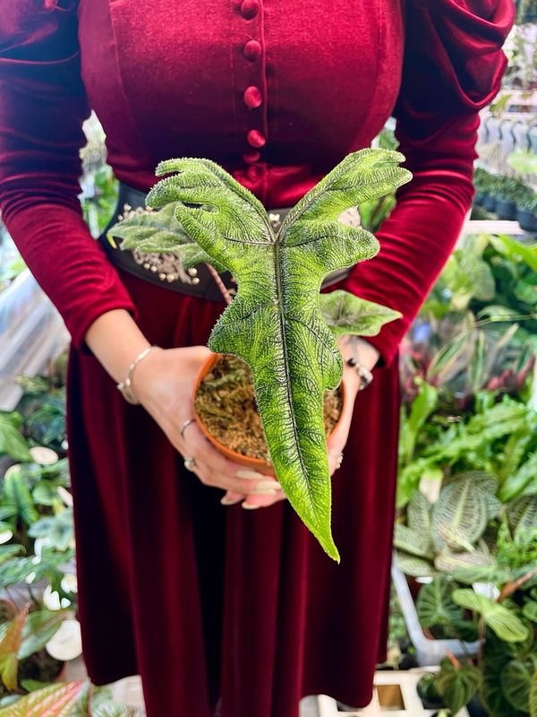 Alocasia Tandurusa Jacklyn