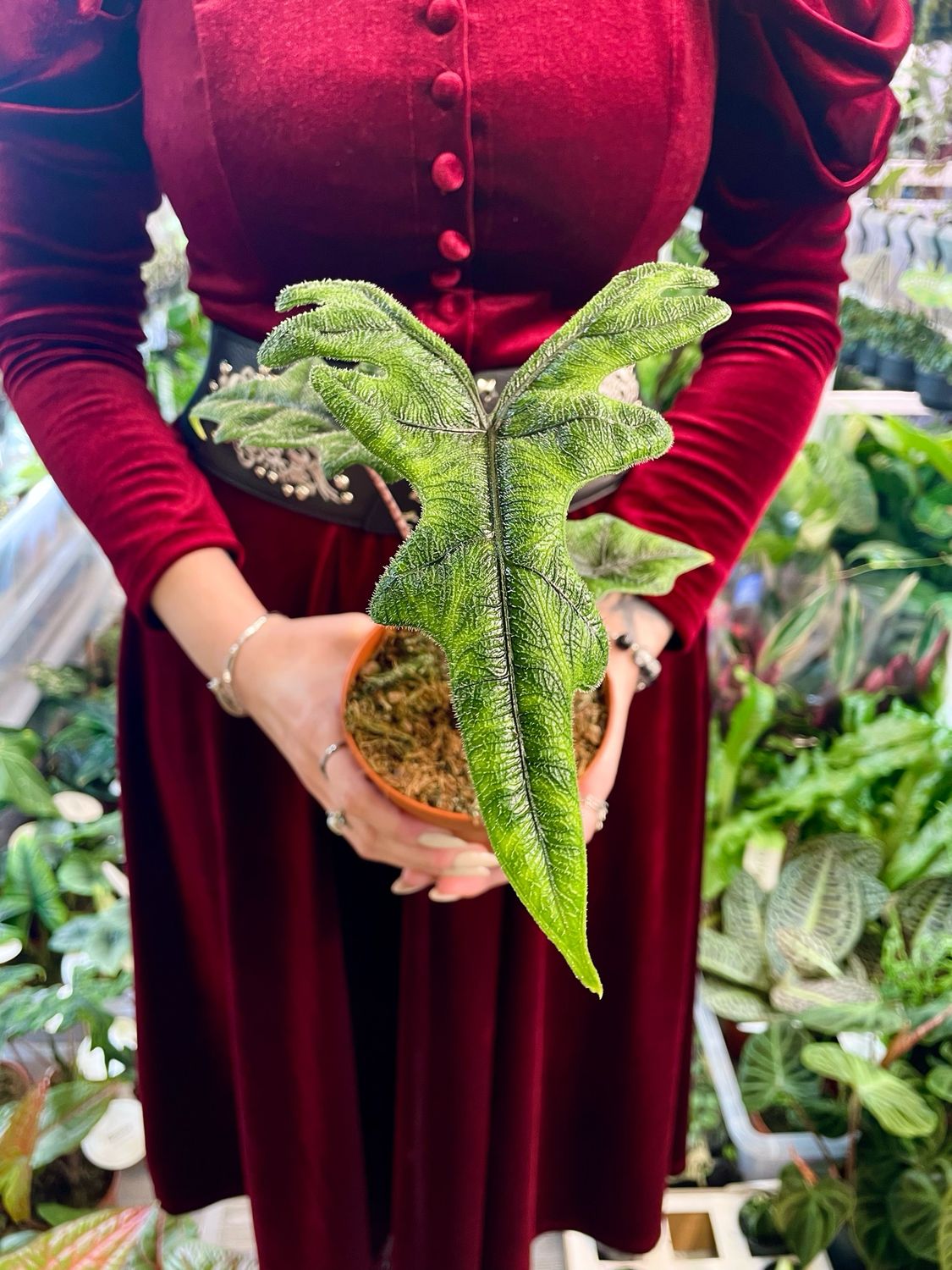 Alocasia Tandurusa Jacklyn