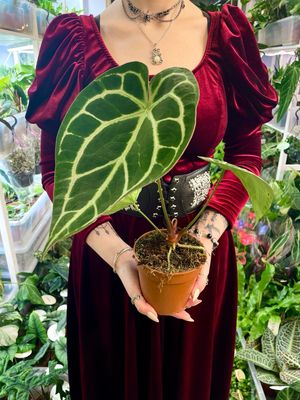 Anthurium Crystallinum fi12