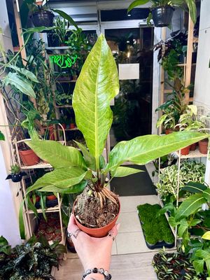 Anthurium Hookeri fi12