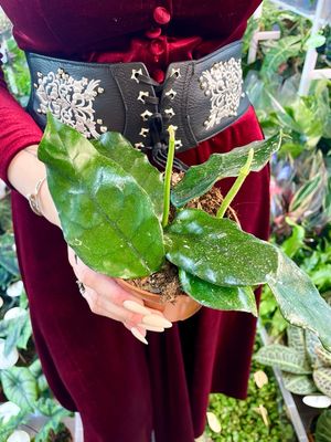 Hoya villosa fi10,50
