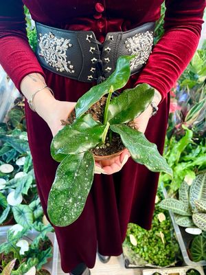 Hoya villosa fi10,50