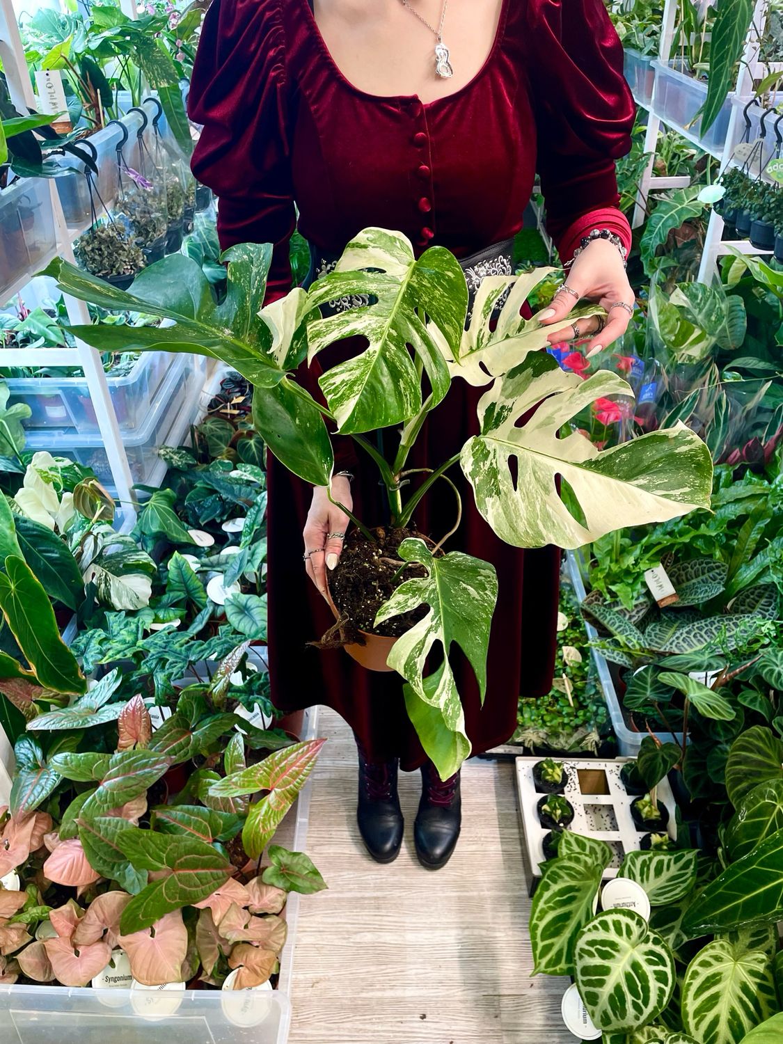 Monstera deliciosa Albo Variegata fi17