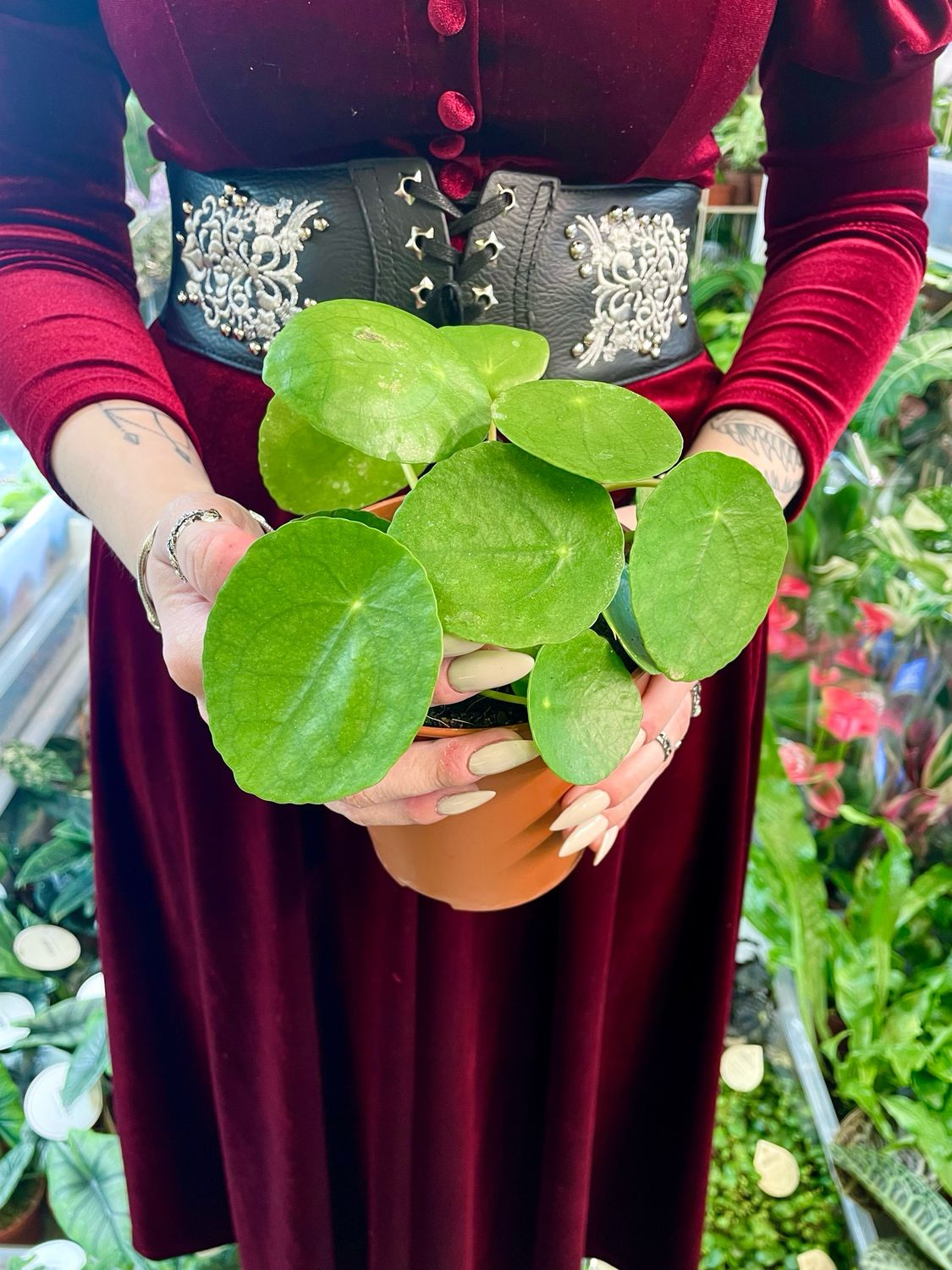 Pilea peperomioides (kineski dolar) fi13