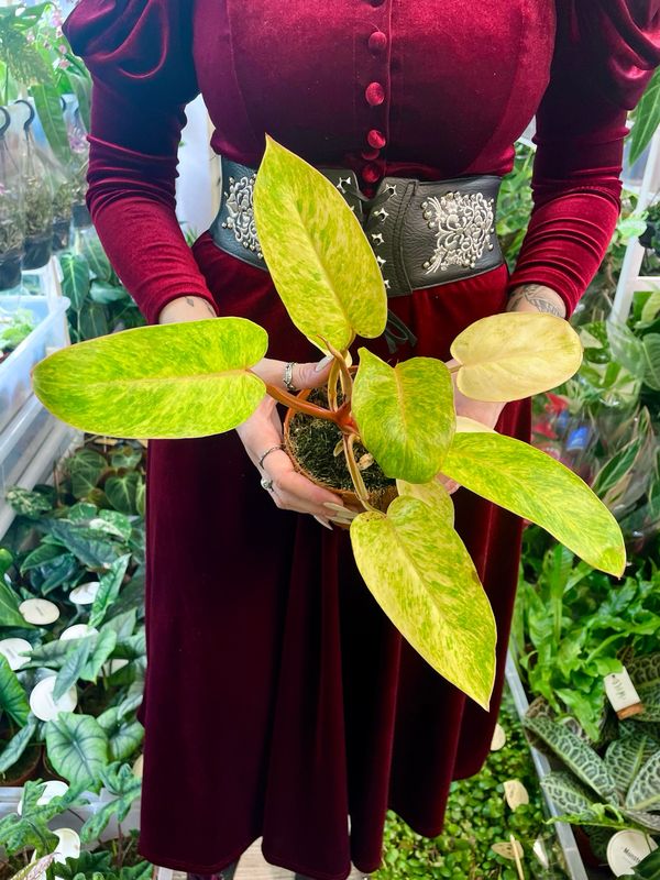 Philodendron &#39;Painted Lady&#39; fi12