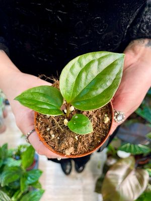 Anthurium Nigrolaminum ‘Gigi’ x Luxurians fi9
