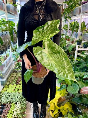 Alocasia imperial red fi17