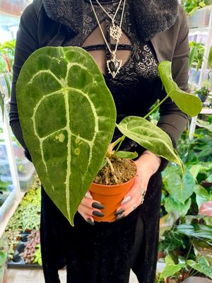 Anthurium forgetii x nigrolaminum ‘Gigi’ fi12