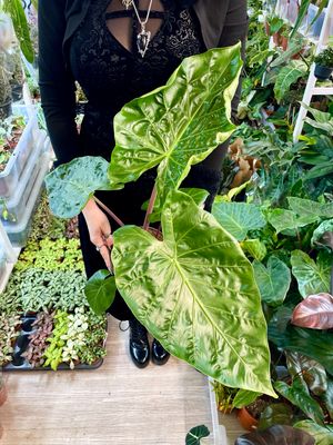 Alocasia imperial red fi17