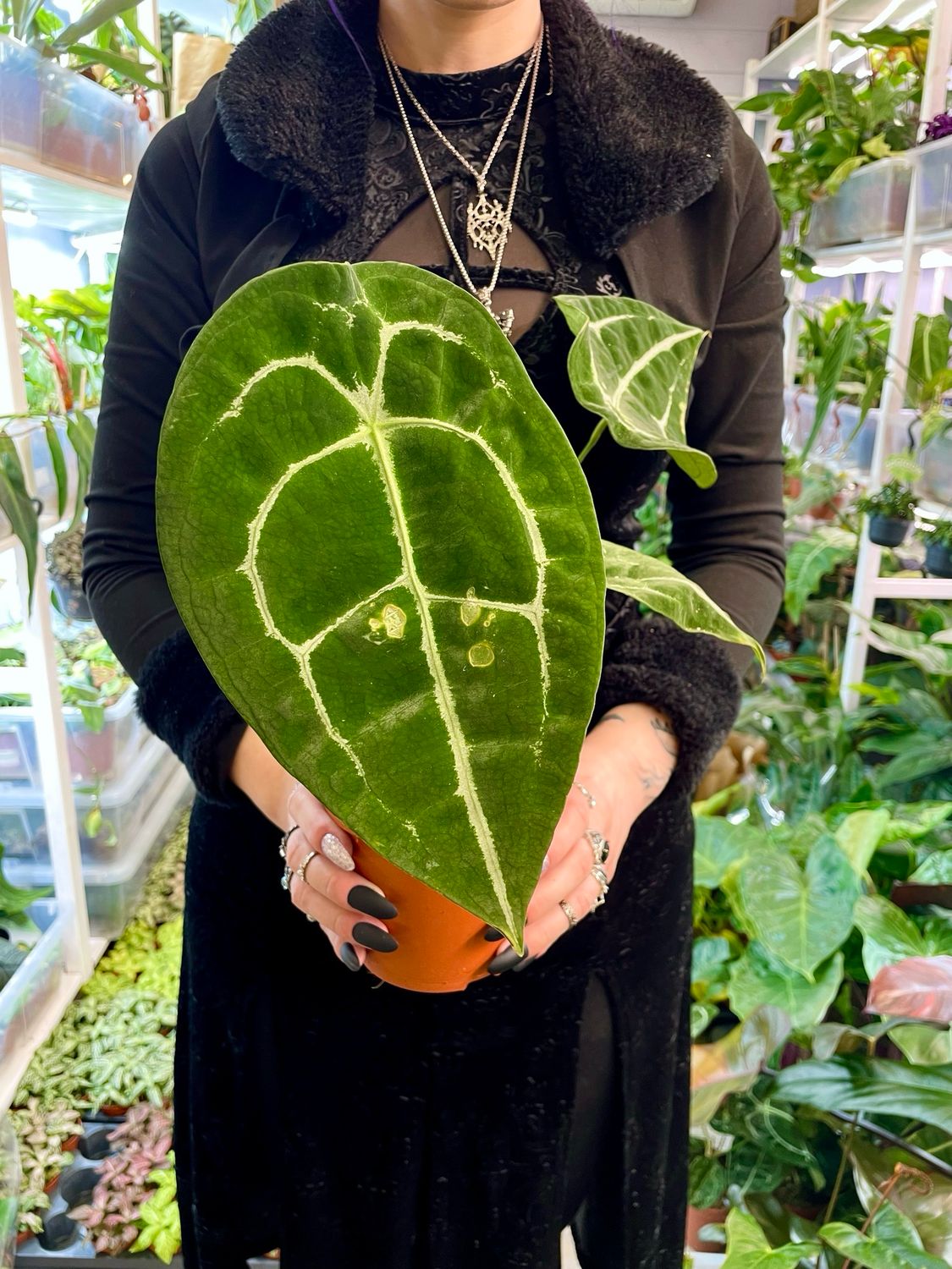 Anthurium forgetii x nigrolaminum ‘Gigi’ fi12