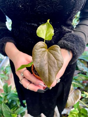 Anthurium Red Beauty fi7
