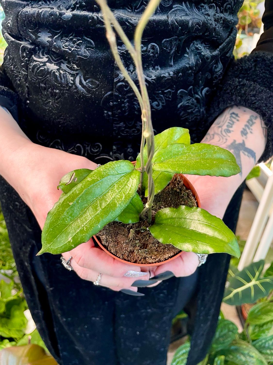 Hoya Erythrina fi9