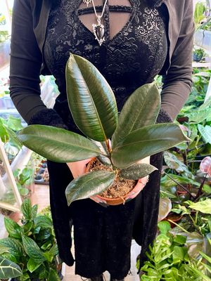 Ficus elastica Abidjan fi12