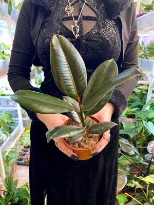 Ficus elastica Abidjan fi12