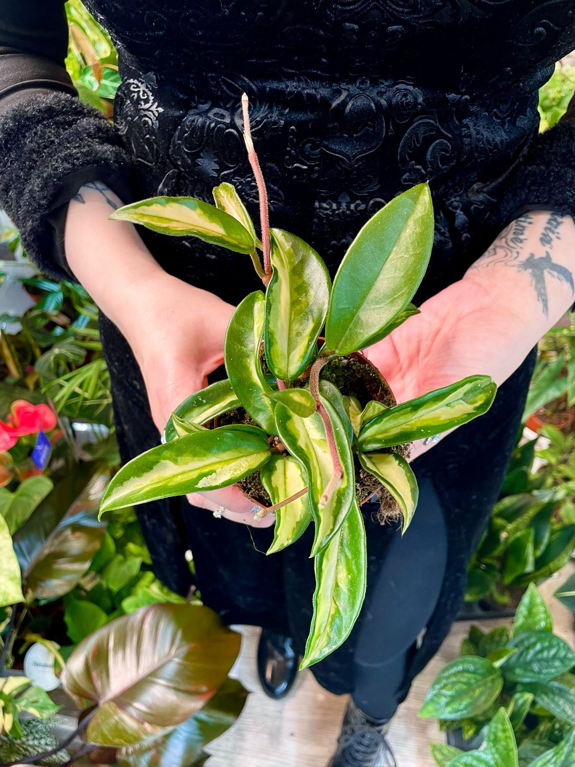 Hoya Carnosa tricolor fi9