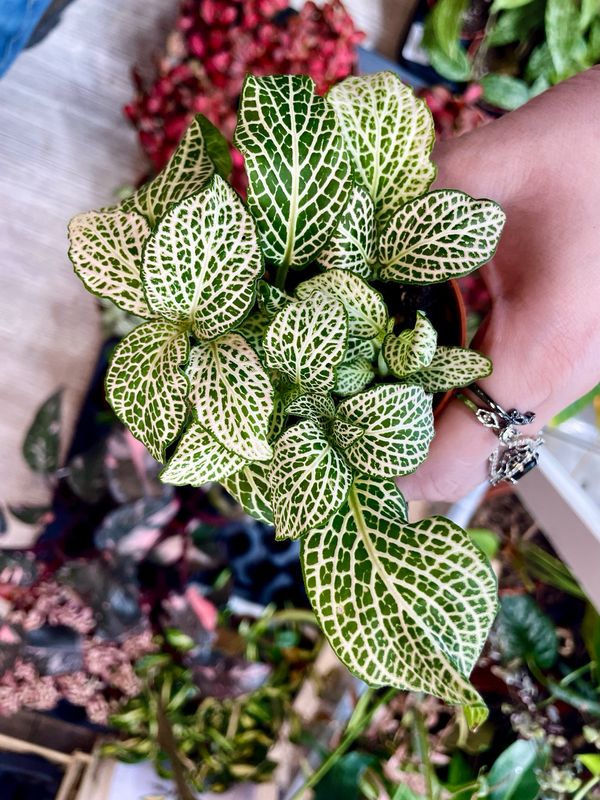 Fittonia mix Anne