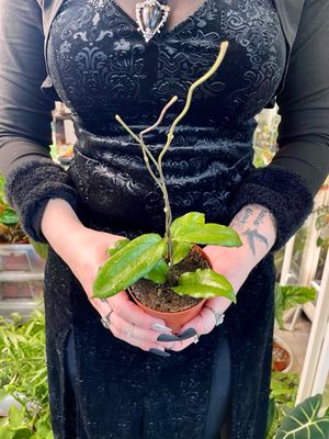 Hoya Erythrina fi9