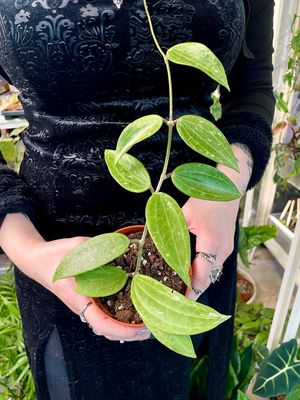 Hoya Rangsang fi10,5