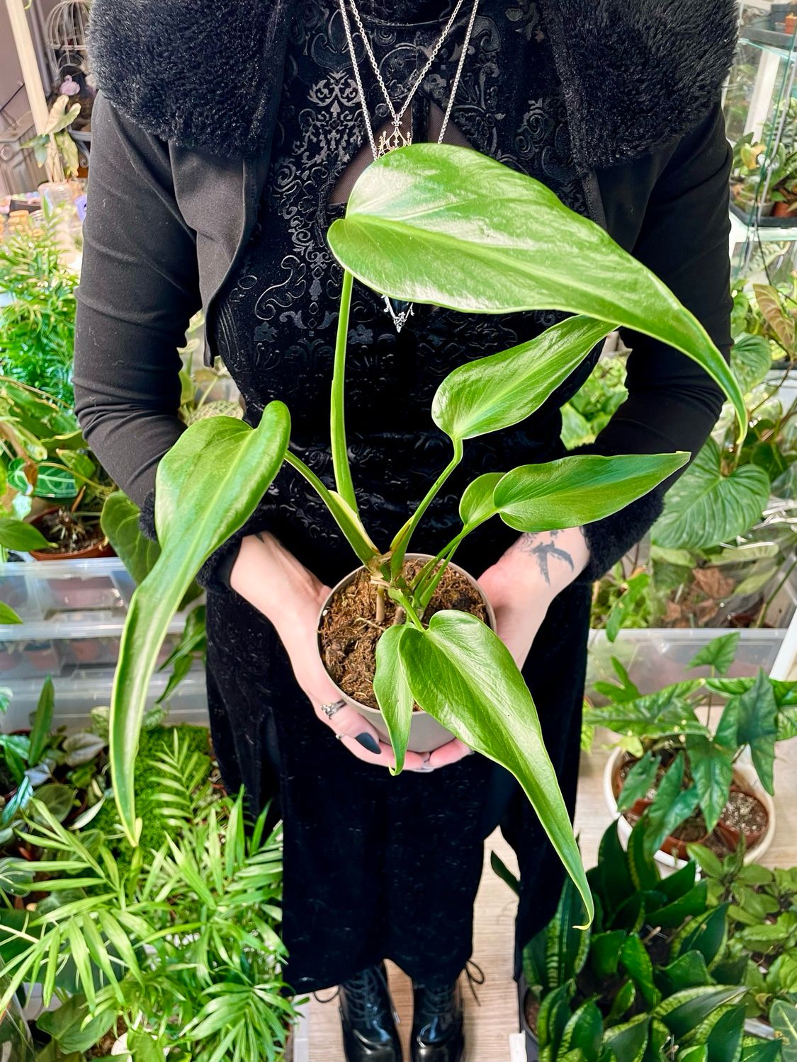 Monstera Burle Marx Flame fi13