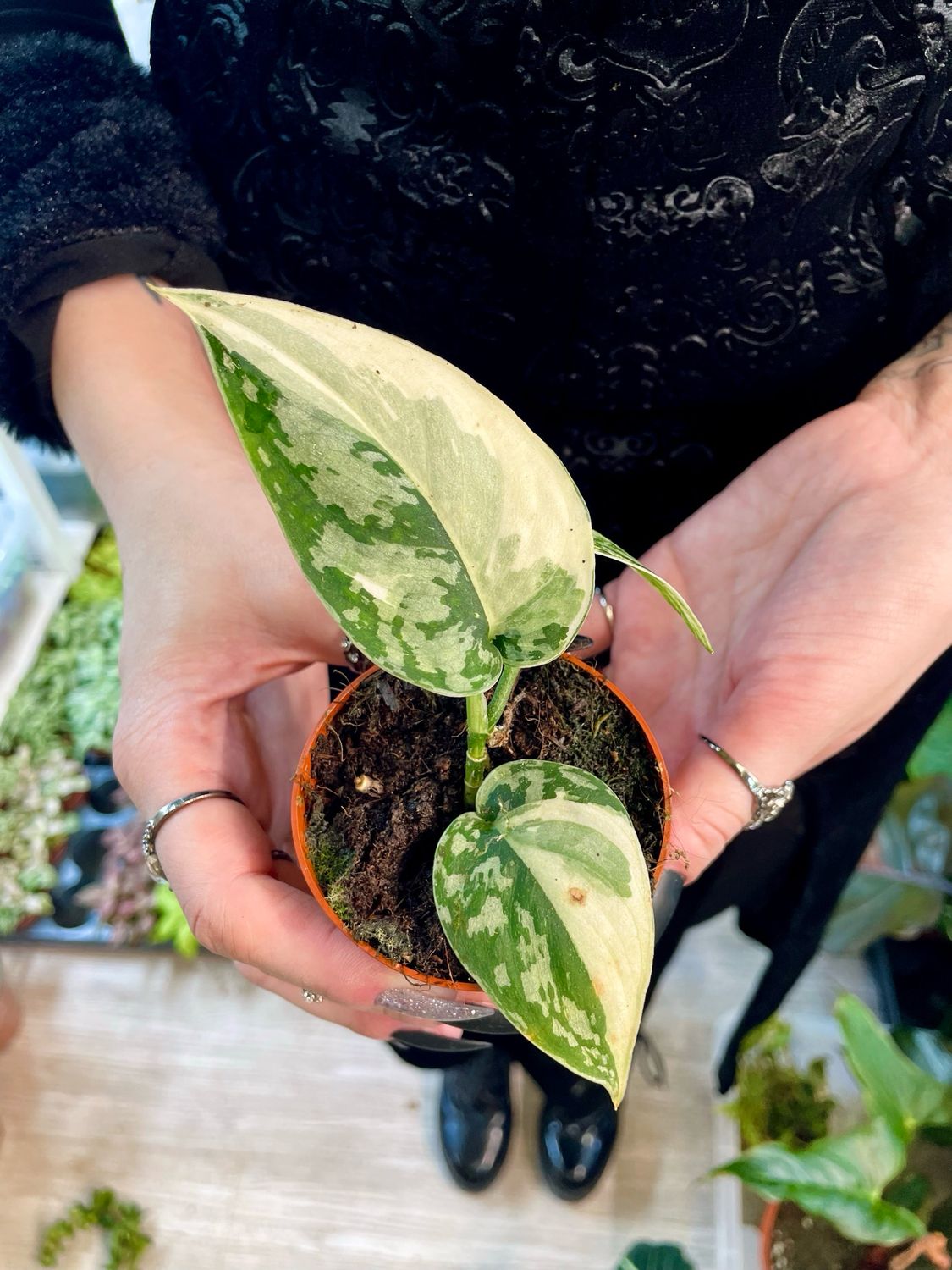 Scindapsus Mayari Variegata fi7