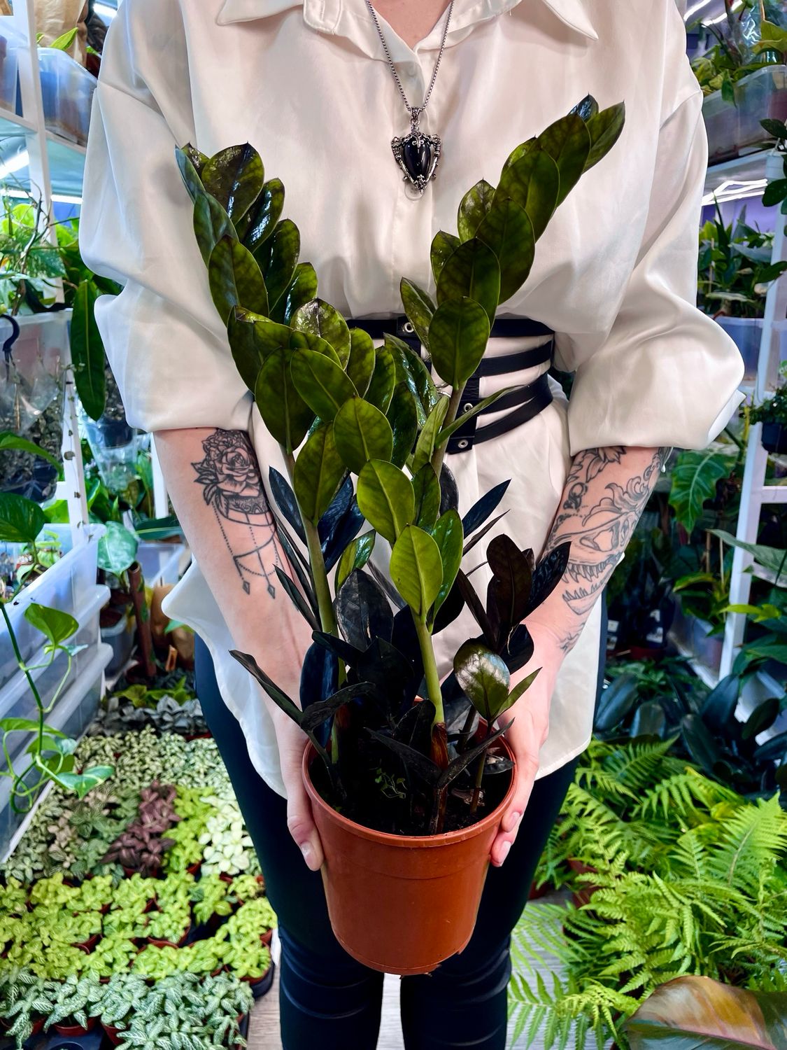 Zamioculcas Zamiifolia &#39;Raven&#39; (crna zz zamija) fi14