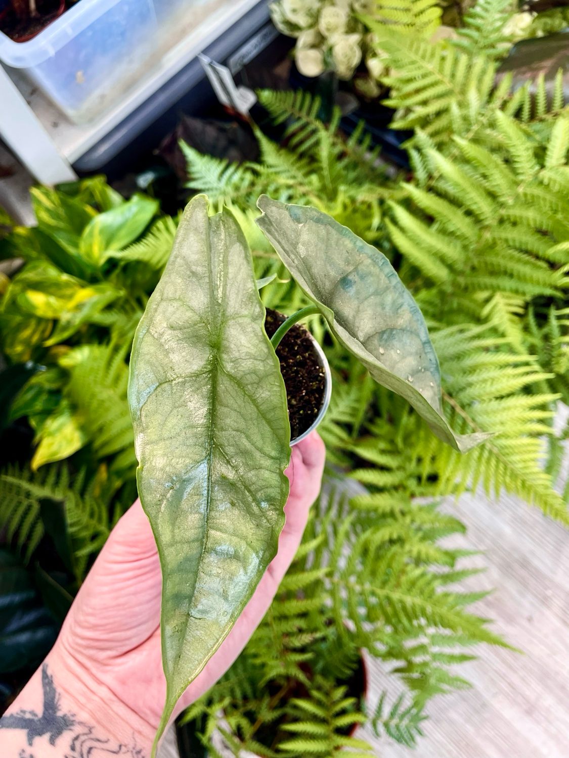 Alocasia heterophylla Dragon Breath baby fi6