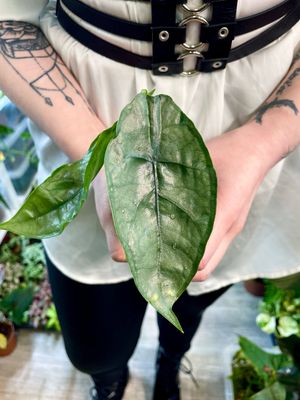 Alocasia heterophylla Dragon Breath baby fi6