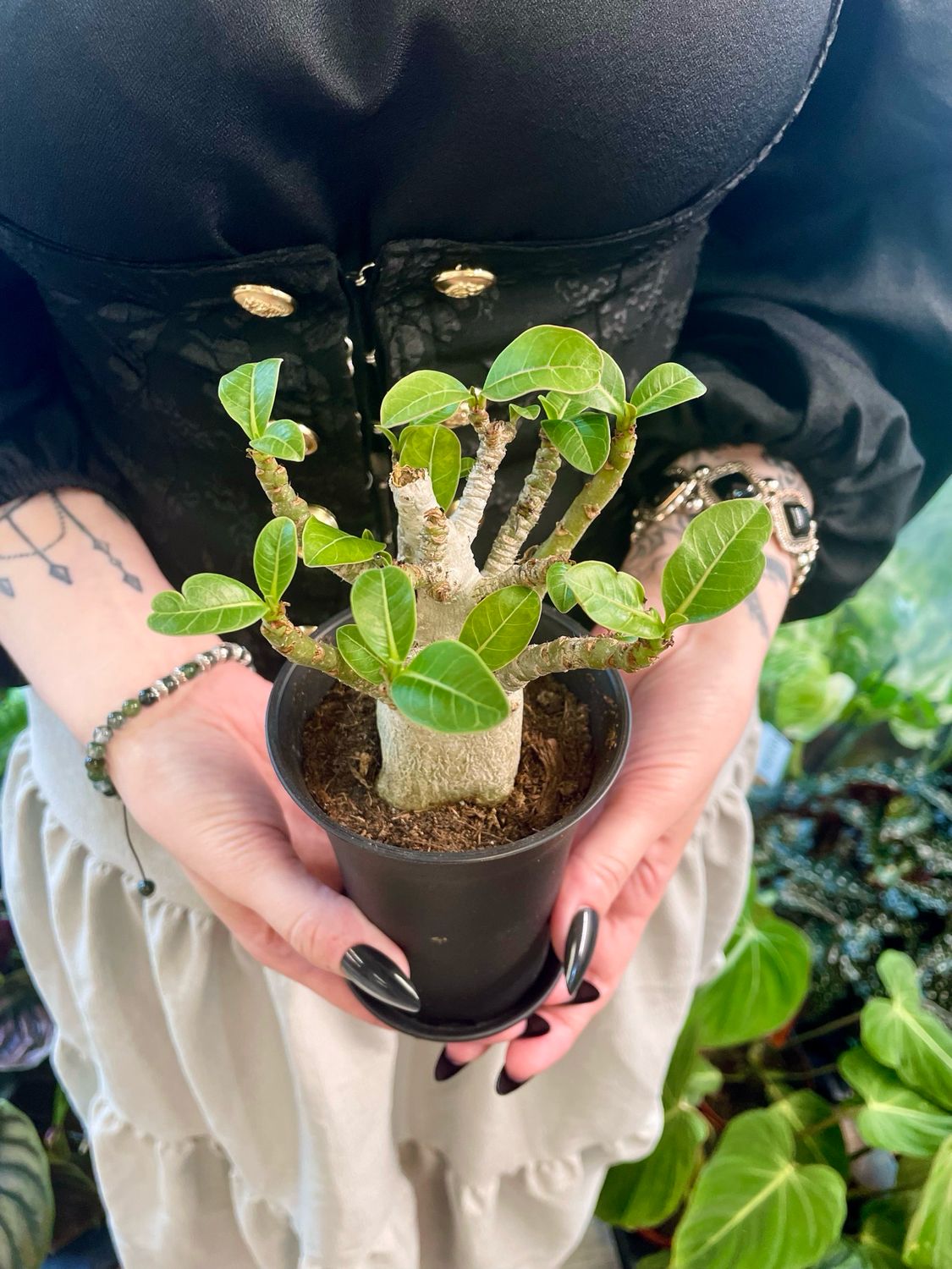 Adenium Baobab (pustinjska ruža) S