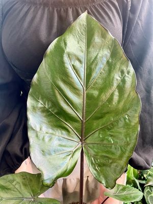 Alocasia Metalhead fi14