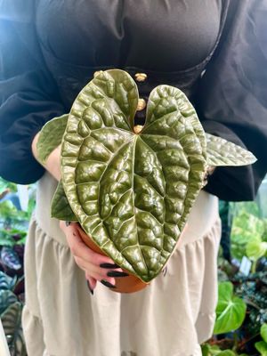 Anthurium Luxurians fi12